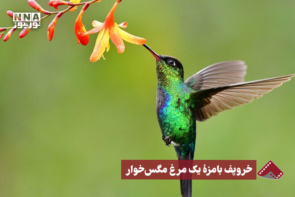 نورنما | خروپف بامزه یک مرغ مگس‌خوار