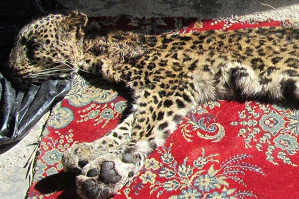 یک پلنگ ماده قربانی شکارچیان شد