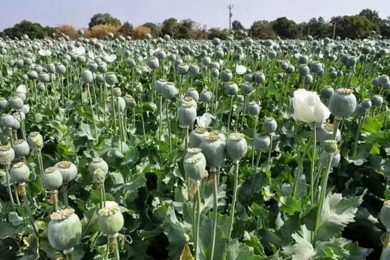 پشت‌پرده تغییر الگوی قاچاق مواد مخدر؛ از خشخاش تا شیشه