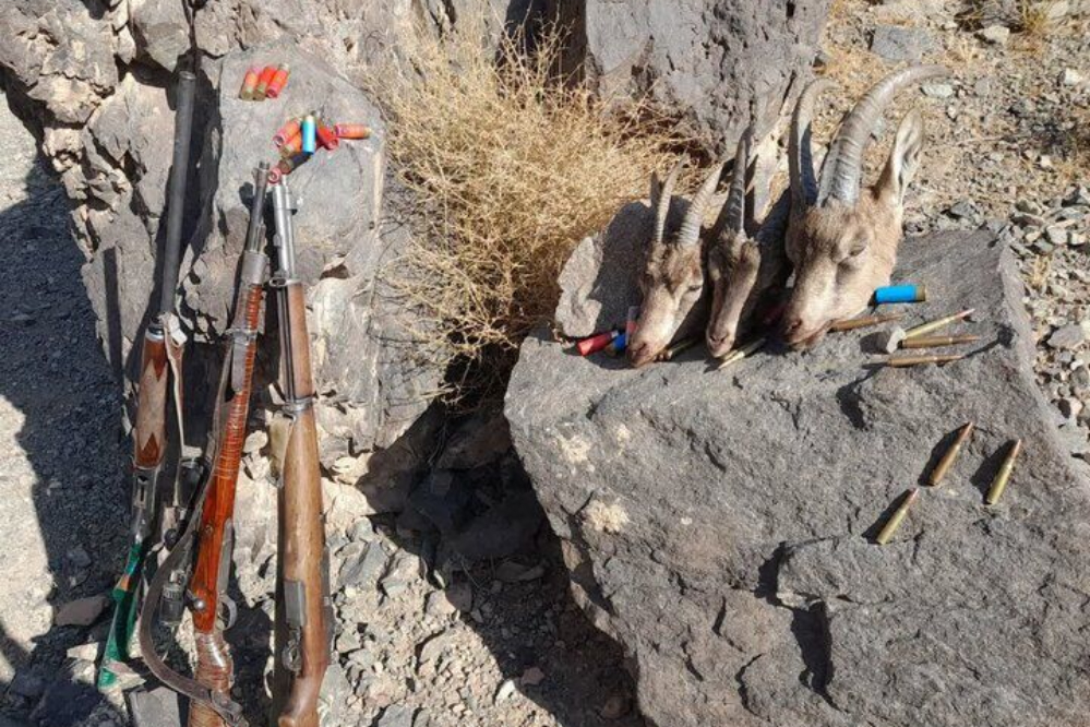 شکار بی‌رحمانه آهوها در میمه؛ 2 شکارچی با 41 جمجمه دستگیر شدند