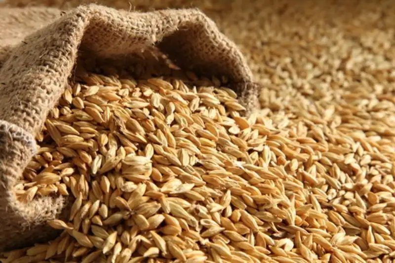 خبر خوش برای صنعت خوراک دام؛ برداشت 3.9 میلیون تن جو در سال جاری