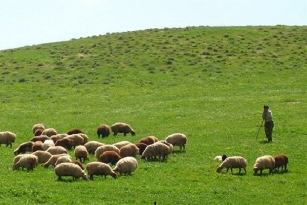 دام روی دست دامداران ماند؛ چرا گوشت قرمز همچنان گران می‌شود؟
