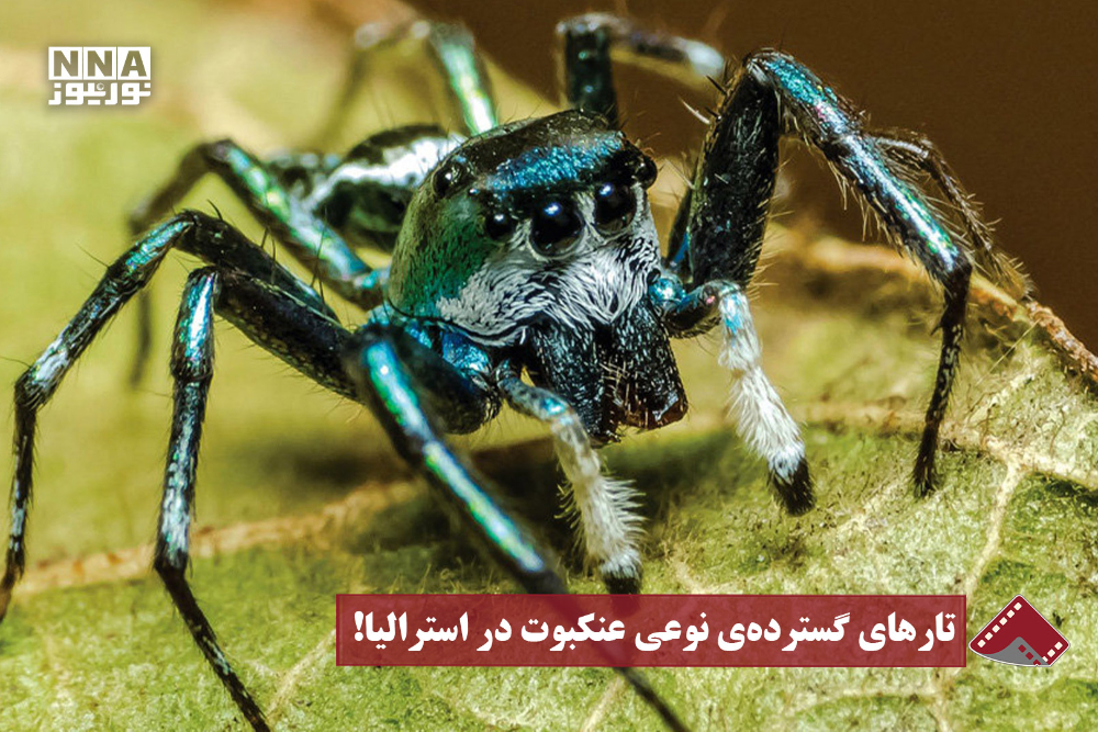 نورنما | تارهای گسترده ی نوعی عنکبوت در استرالیا !
