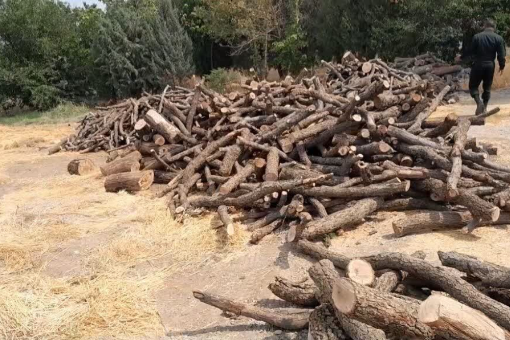 کشف 11 تن چوب و زغال قاچاق در کرمانشاه