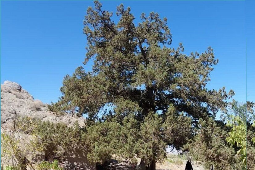 درخت کهنسال جغتای در فهرست میراث طبیعی ملی ایران ثبت شد