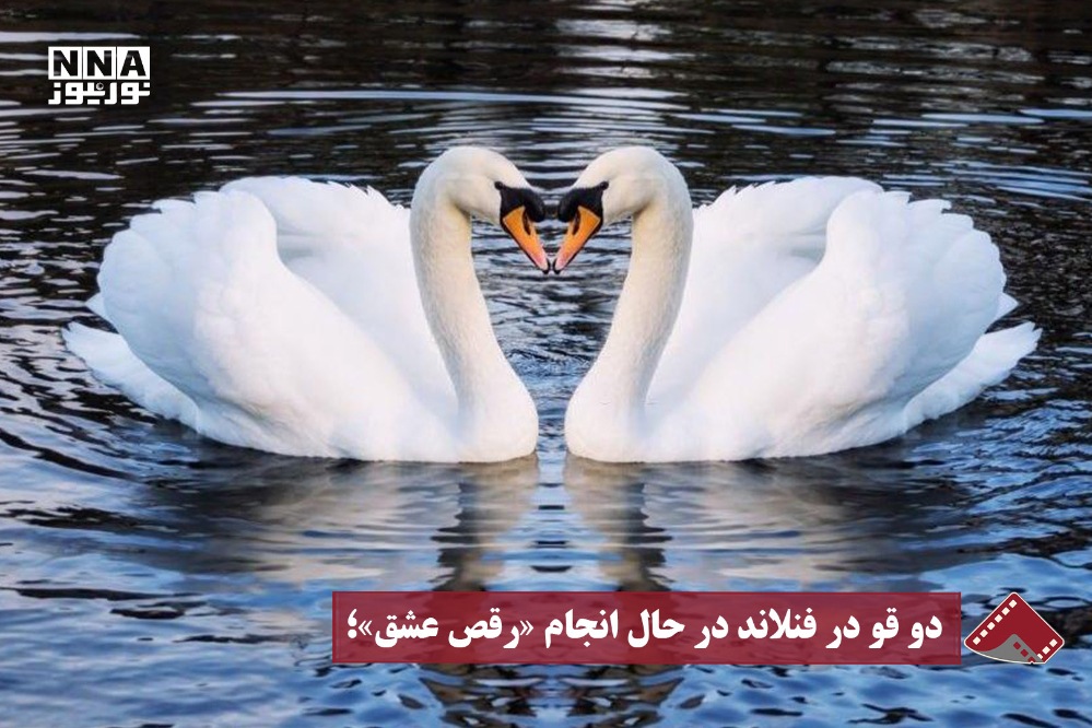 نورنما | دو قو در فنلاند در حال انجام «رقص عشق»
