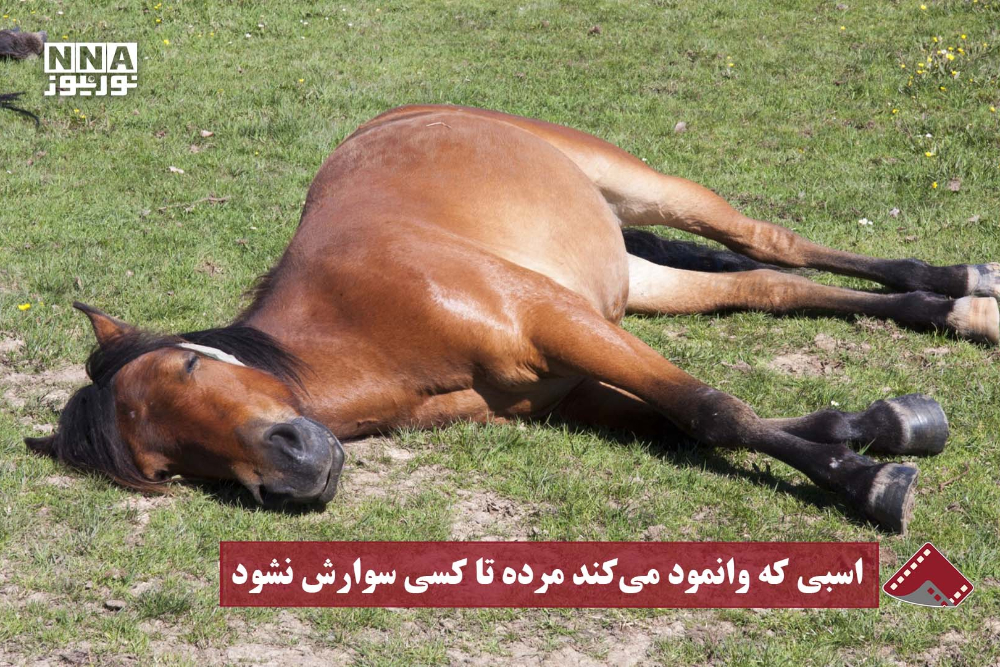 نورنما | اسبی که وانمود می کند مرده تا کسی سوارش نشود