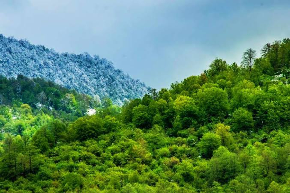همکاری ایران و دانمارک برای نجات درختان هیرکانی از تغییر اقلیم+فیلم